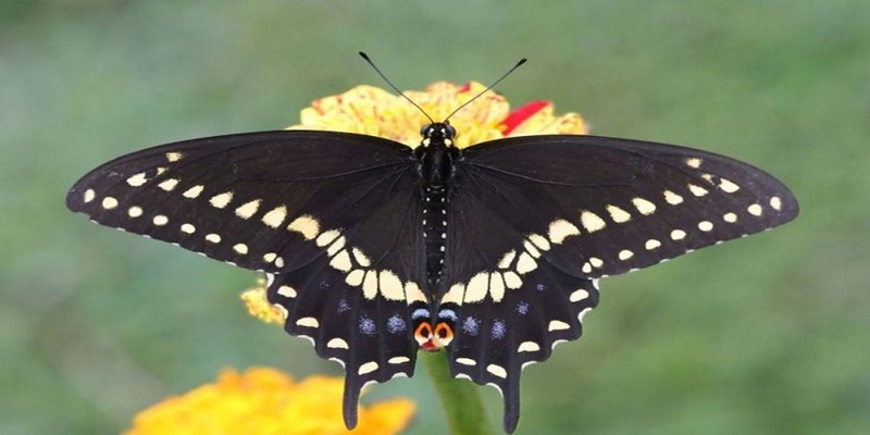 Mơ thấy bướm đánh con gì khi đó là bướm đen