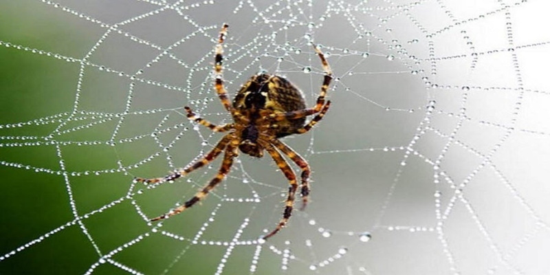 Giấc mơ về nhện màu đen - Ý nghĩa và tường thuật