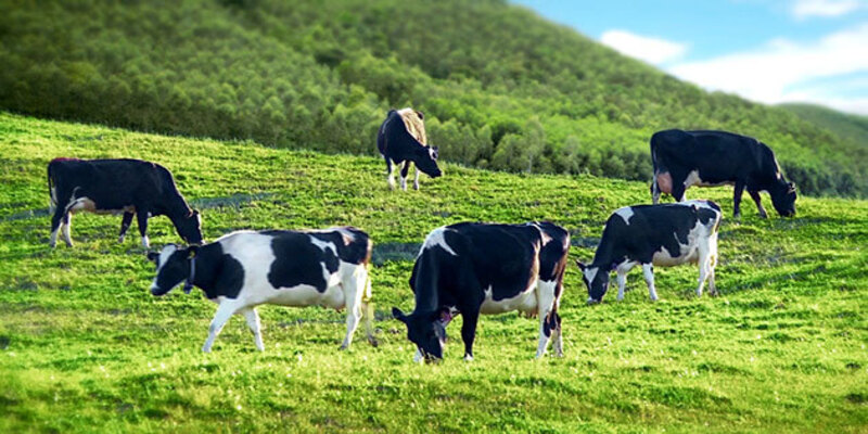 Nằm mơ thấy đàn bò sữa biểu thị tài chính ổn định và nguồn cung cấp