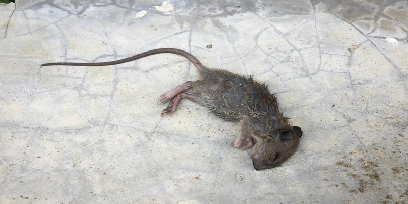 Chuột chết thối là giấc mơ chứng tỏ bản thân cảm thấy rất tự ti
