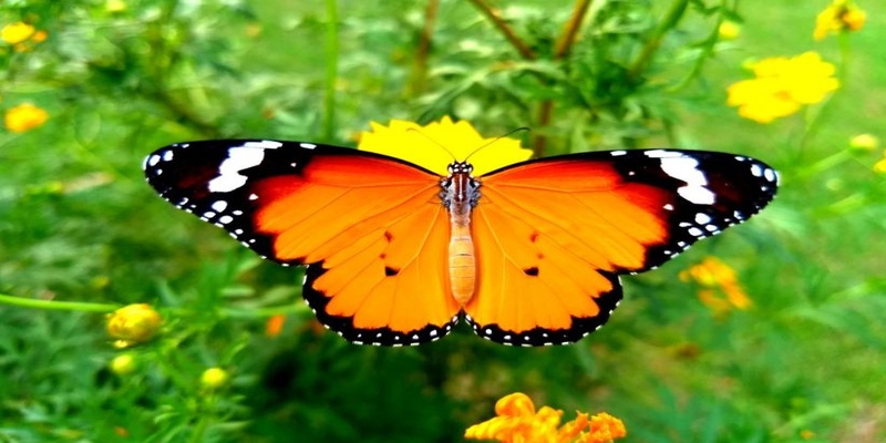 Chiêm bao mơ thấy bướm thể hiện điều gì trong cuộc sống?