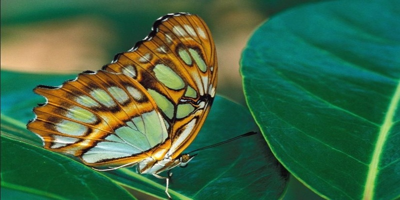Mơ thấy bướm xanh đậu vào lá