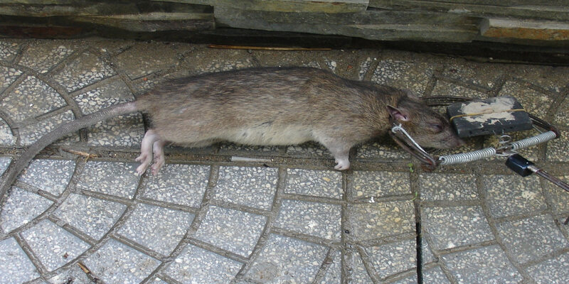Chuột chết ngoài đường là lời nhắc nhở mọi người cần chú ý