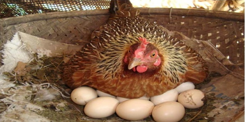 Gà mái ấp trứng trong chiêm bao tượng trưng cho sự chăm chỉ và hy vọng