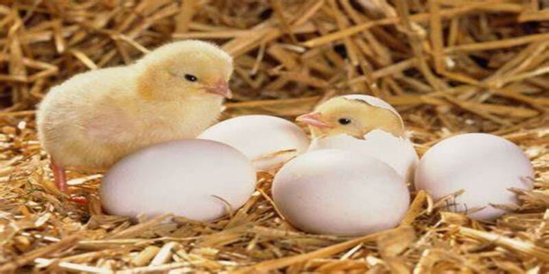 Hình ảnh trứng gà nở trong giấc mơ tượng trưng cho sự đổi mới và sự ra đời mới