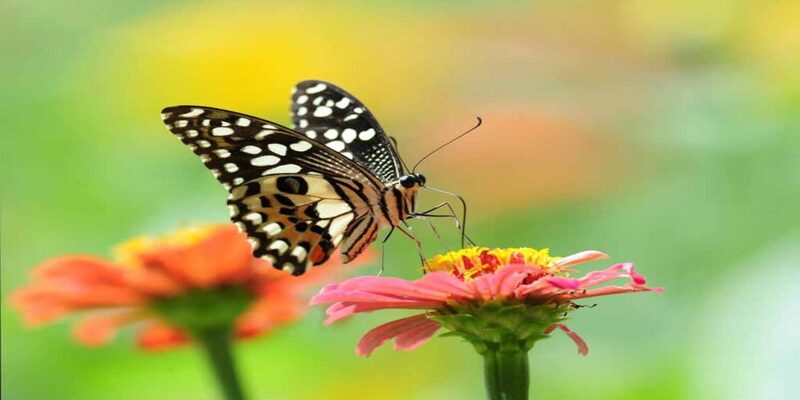 Khám phá ý nghĩa đa dạng của giấc mơ về bướm qua từng tình huống
