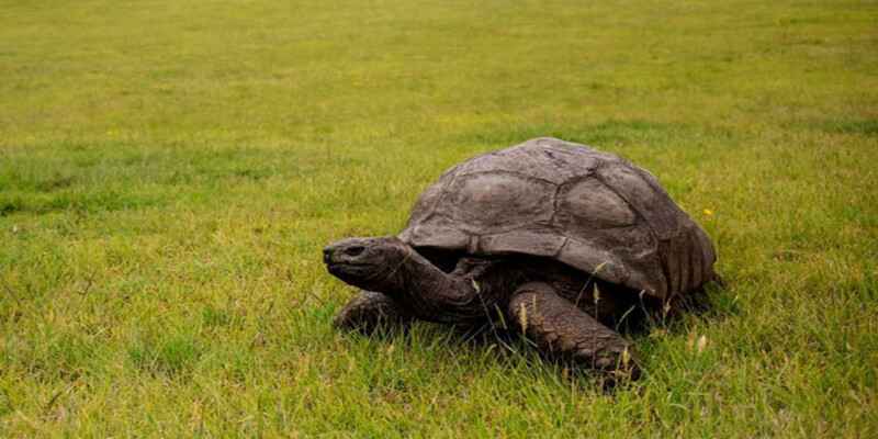 Mơ thấy rùa bò trên bãi cỏ là điềm báo của sự nỗ lực