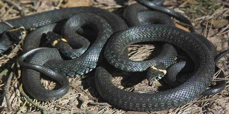 Nằm mộng thấy rắn đen mang ý nghĩa như thế nào?