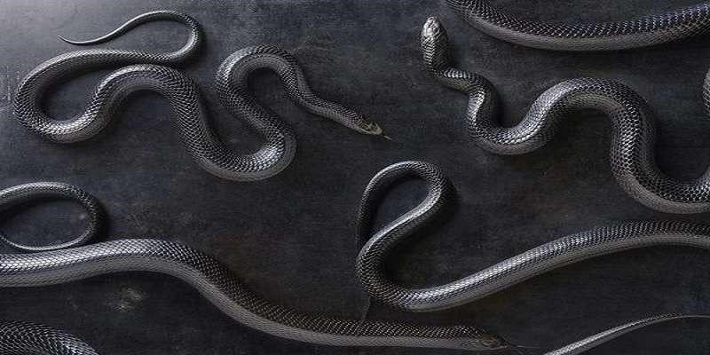Ý nghĩa mơ thấy rắn đen ở phong thuỷ