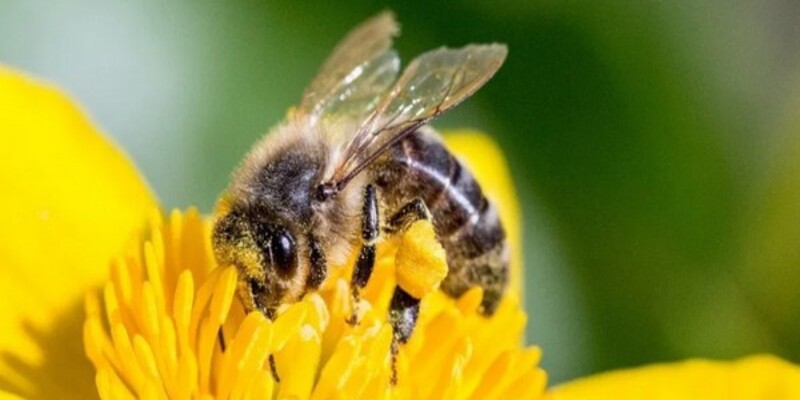 Ý nghĩa ngủ mơ thấy ong đánh con gì