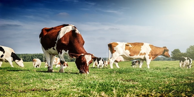 Mơ bò ăn cỏ thường tượng trưng cho sự thịnh vượng và duy trì