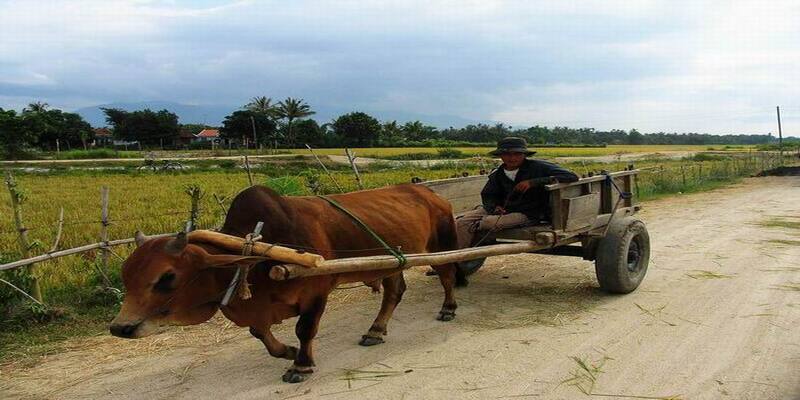 Mơ bò kéo xe tượng trưng cho công việc vất vả và đóng góp