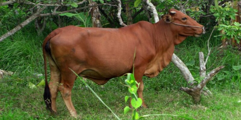 Nằm mơ thấy đàn bò cái thể hiện sự phôi thai và sự phát triển